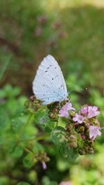 Close-up of butterfly on purple flower