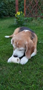 Dog sleeping on field