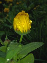 Close-up of raindrops on yellow rose