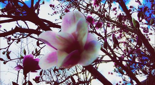 Low angle view of pink flowers