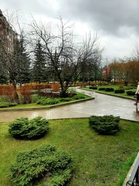 Grass growing in park against sky