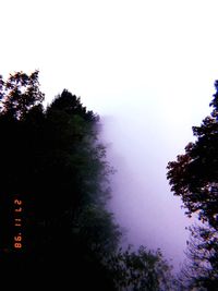 Close-up of tree against clear sky