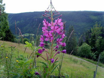 Flowers growing in mountains