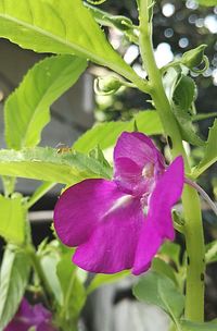 Close-up of pink flowers