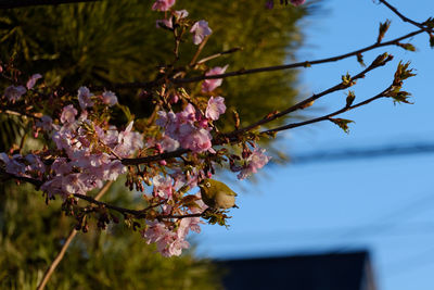 Low angle view of flower tree against sky