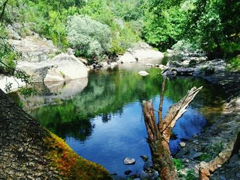 Reflection of trees in water