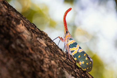 Close-up of butterfly on tree trunk