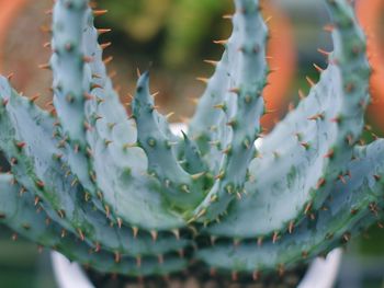 Close-up of succulent plant