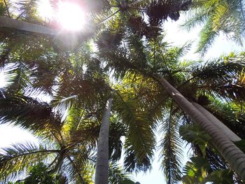 Low angle view of trees in forest