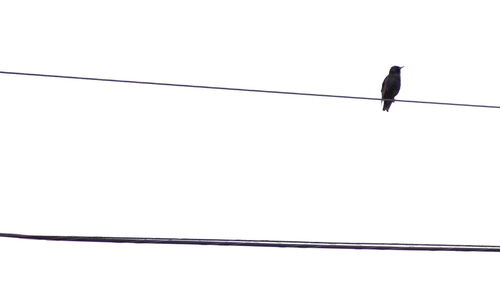 Low angle view of bird perching on cable against clear sky