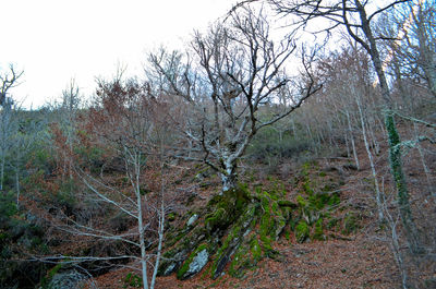 Bare trees in forest against sky