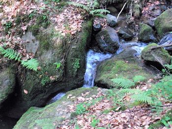 Moss growing on rocks in forest