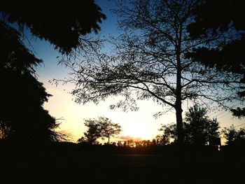 Silhouette of trees at sunset