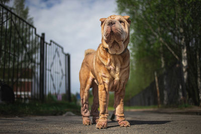 Portrait of a dog looking away