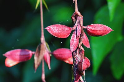 Close-up of red flowers