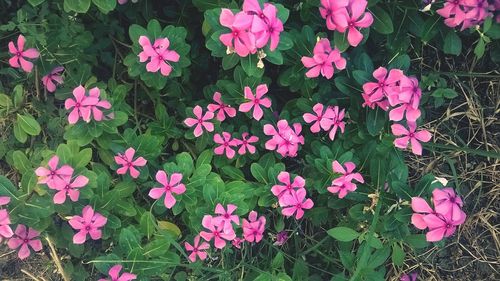 Close-up of pink flowers blooming in park