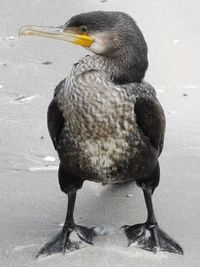 Close-up of bird perching on snow