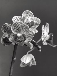 Close-up of flowers blooming outdoors