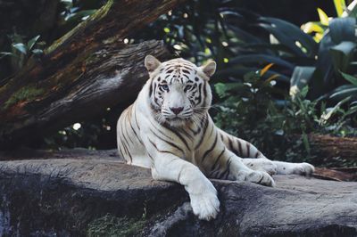 View of a tiger at zoo