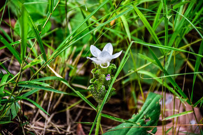 Close-up of white flowering plant on field