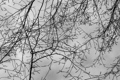 Low angle view of silhouette bare tree against clear sky