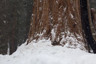 Trees on snow covered mountain