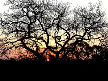 Low angle view of silhouette bare trees against clear sky