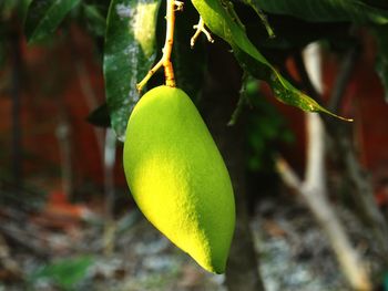 Close-up of fruit hanging on tree