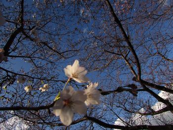 Low angle view of cherry blossoms against sky