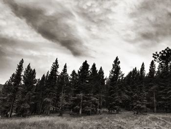 Pine trees in forest against sky