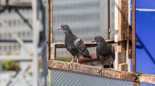 Close-up of bird perching outdoors