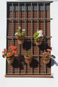 Potted plants on window of building