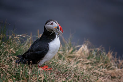 Close-up of bird perching on a field