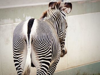 Close-up of zebra standing outdoors