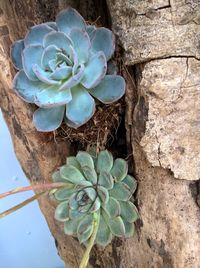 Close-up of plant