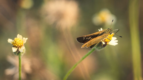 Close-up of butterfly pollinating on flower