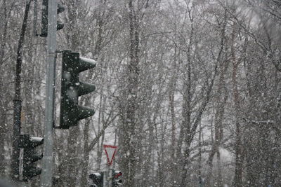 Bare trees in forest during winter