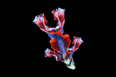 Close-up of flower against black background