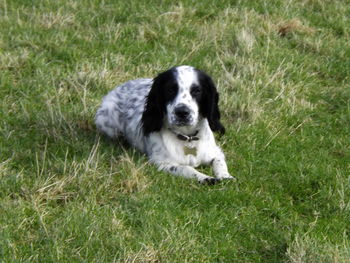 High angle view of dog on grass