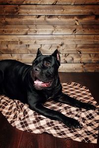 Portrait of dog lying on bed at home