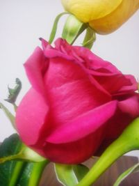 Close-up of pink rose