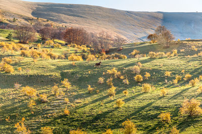 Scenic view of field against mountains