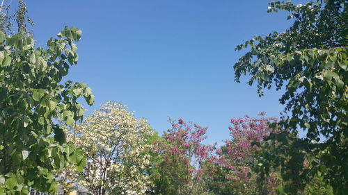 Low angle view of flowering tree against clear blue sky