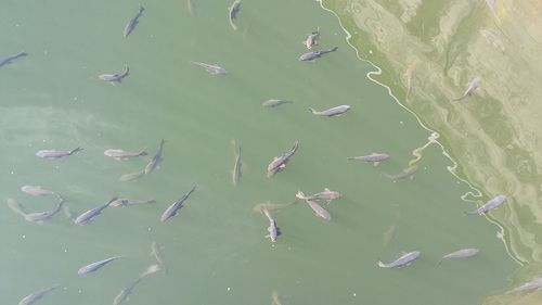 High angle view of fishes swimming in lake