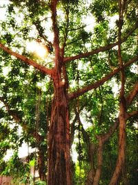 Low angle view of trees in forest