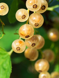 Close-up of yellow flowers hanging on tree