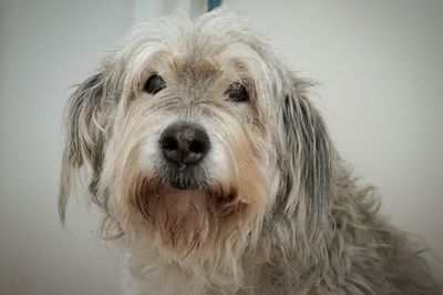 Close-up portrait of dog