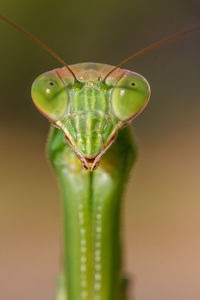 Close-up of insect on leaf