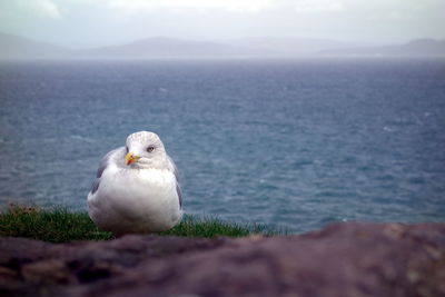 Close-up of seagull on sea shore
