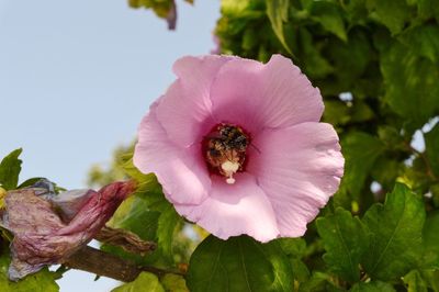 Close-up of bee pollinating on purple flower